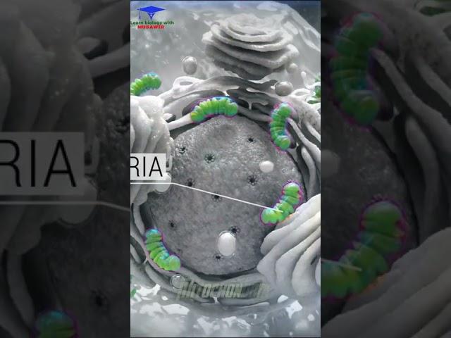 The Composition of the Cell . Medical 🩺 3D animation. #shorts #cell