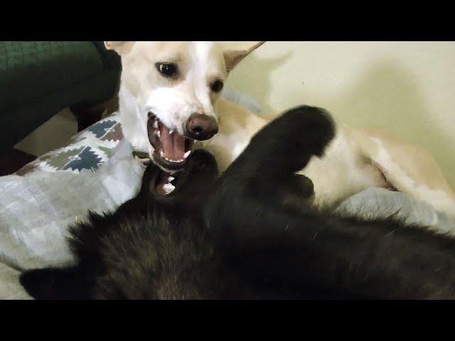 Hanging Out In Bed (with two dogs and a wolf at midnight)