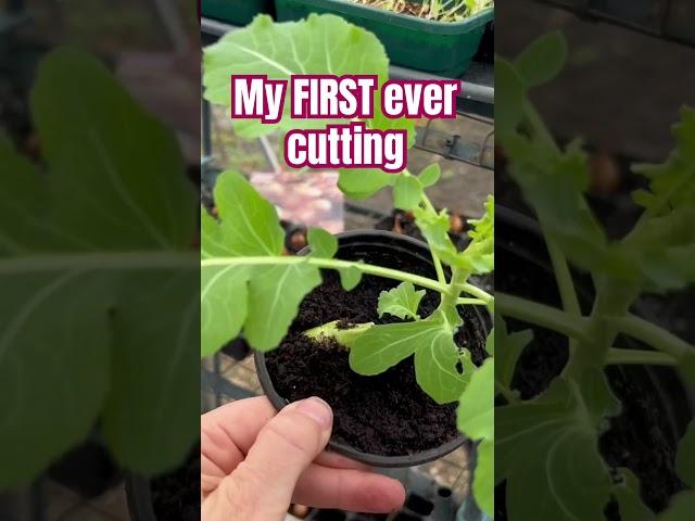 Nine Star Broccoli  Cutting #love #gardening #allotment #allotmentgarden #garden #broccoli