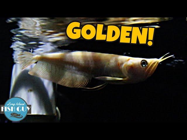 WE GOT THE GOLD AROWANA FISH!