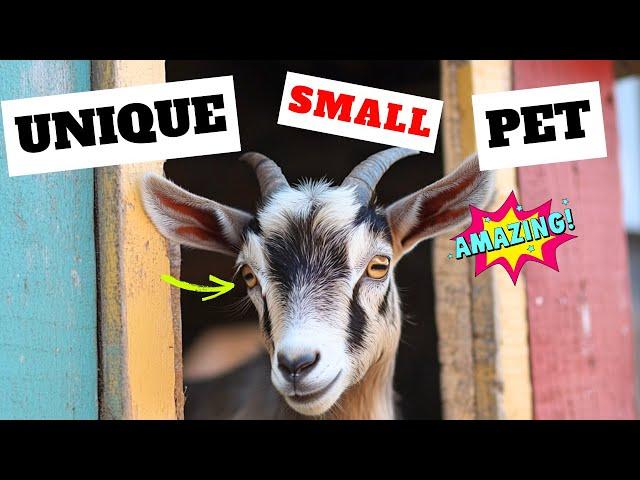 Mini Nubian Goat: What makes this tiny dairy goat so extraordinary?