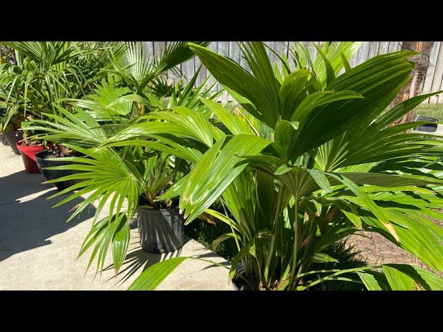 Chinese fan palm (Livistona chinensis) palm review