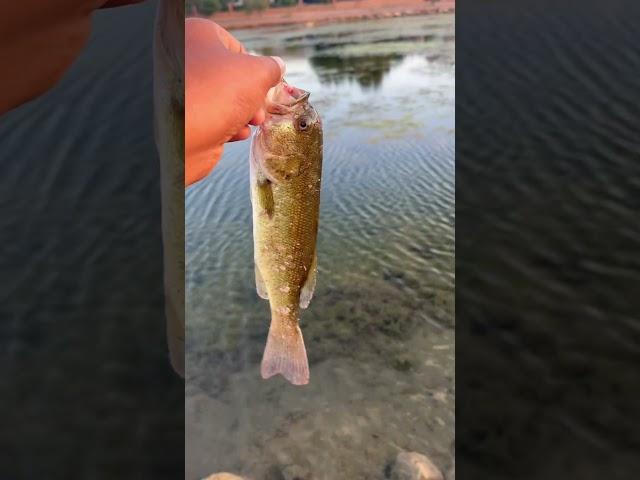 This bass’s face is dis formed! #shorts #fishing #fyp #utah #catchandrelease #viral #bassfishing  ￼