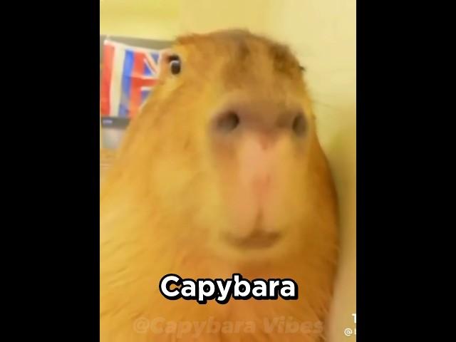 Capybara song
