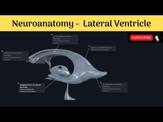 Lateral Ventricle of Brain | Parts | Boundaries | Choroid Plexus | Clinical Correlation