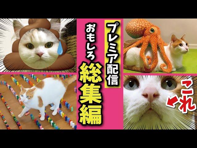 【プレミア公開】面白すぎる猫動画を見ながらみんなでおしゃべりしませんか？【関西弁でしゃべる猫】【猫アテレコ】