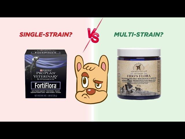 What's the Best Probiotics for Dogs? Single-Strain or Multi-Strain Probiotics?