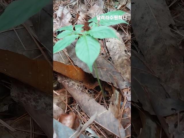 #앗싸심봤다#산삼이다#2024첫산삼캤어요#4월산삼 2024.4.24.수요일
