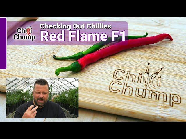 Red Flame F1 - Episode 17: Checking out Chillies with ChilliChump