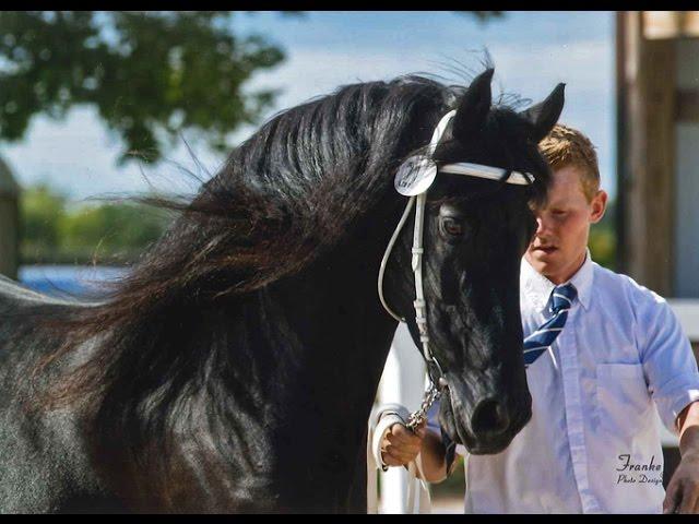 BLACK PEARL FRIESIANS AT TRAILS END FARM