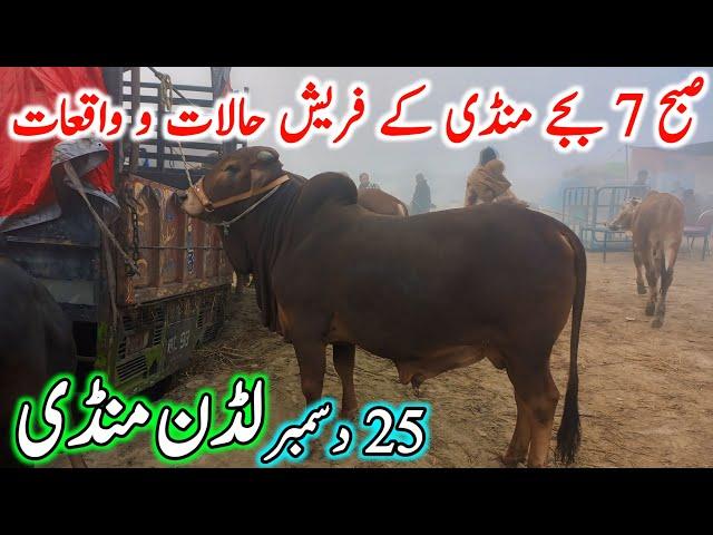 Luddan Cow Mandi Today Latest Update 25-12-2024 - Cow Mandi 2024 - Cholistani Bachre in Ludan Mandi