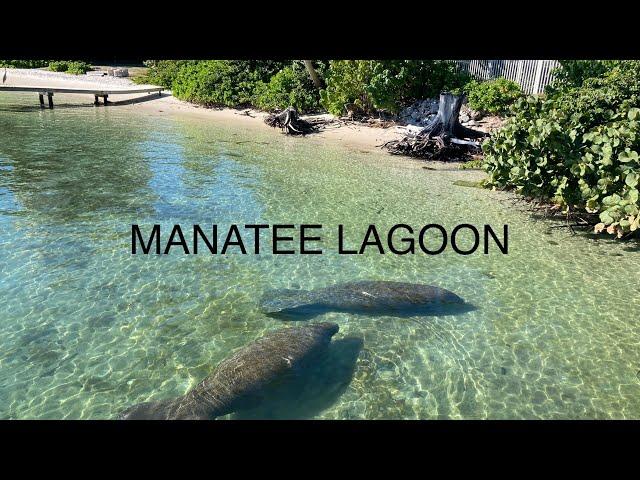 Manatee Lagoon West Palm Beach :Bull Sharks &Manatees for Free!#westpalmbeach