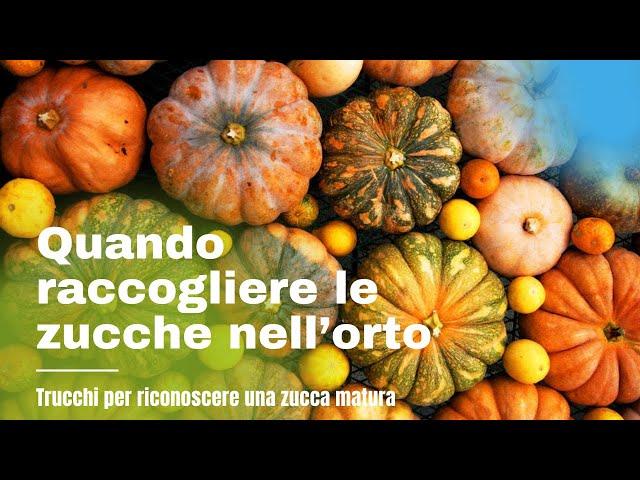 Come riconoscere una zucca matura?