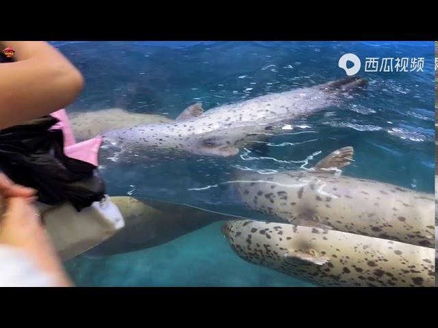 山东青岛，水族馆免费开放到年底！到底能看到啥？一起去瞧瞧