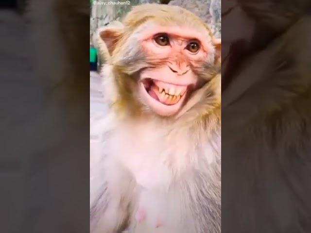 banner funny short video