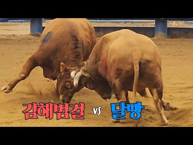 #김해범걸(홍) vs #달빵(청), 달빵1R 승 #청도소싸움왕중왕전 4강전 51/1 을8 (241221)