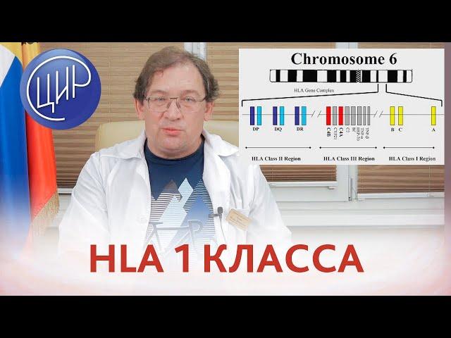 Главный комплекс гистосовместимости и HLA 1 класса. Ген B27 и риск невынашивания. Гузов И.И.