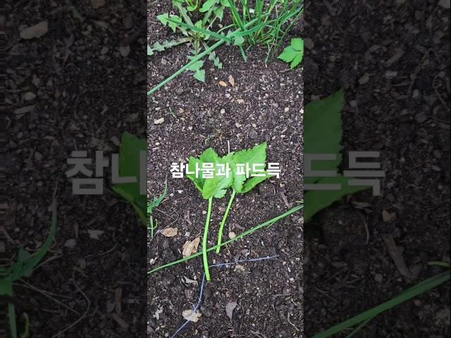 참나물과파드득. 구분법 #주말농사 #garden #농사 #자연농원 #산골 #텃밭 #gardening #farming