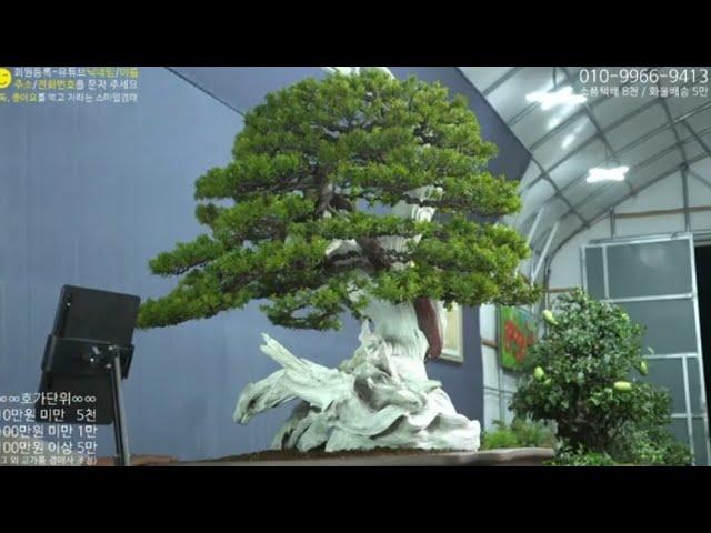 9월 23일(月) 123회차 Live 방송 【스마일분재경매(韓国の盆栽/Korean Bonsai)】