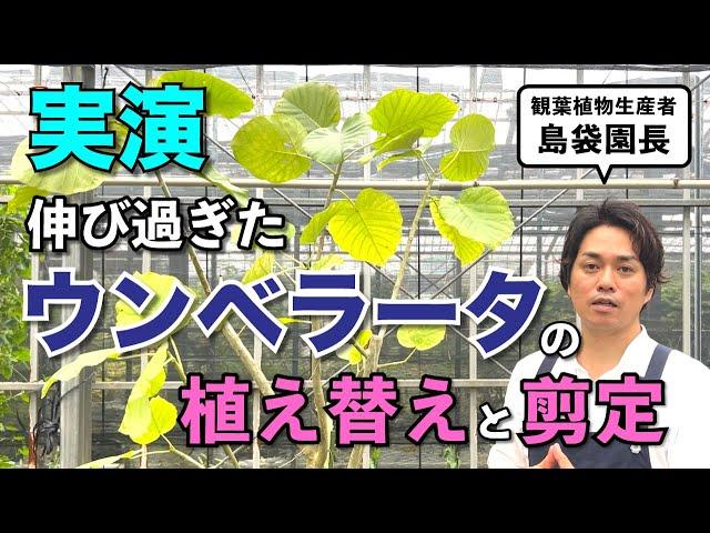 伸び過ぎたウンベラータの剪定と植え替えを実演します