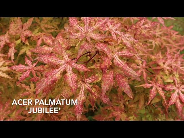 Acer Palmatum 'Jubilee' in My New Maple Garden! - Japanese Maples