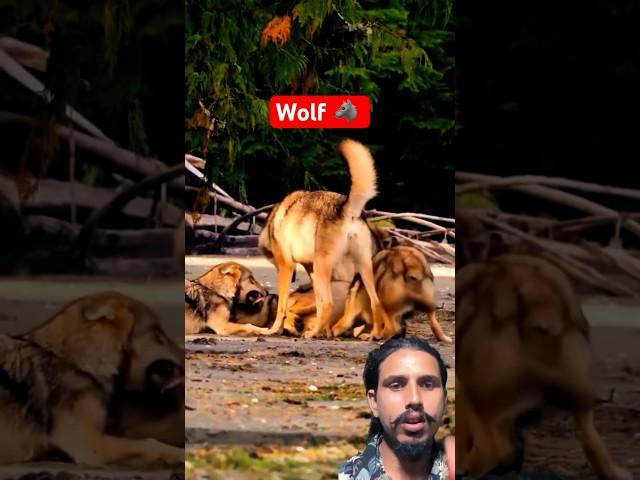 WOLFattack each other#wolfe ￼ #animals #wolflover #wildlife #shorts