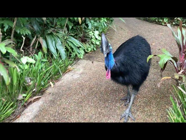 Curious southern Cassowary