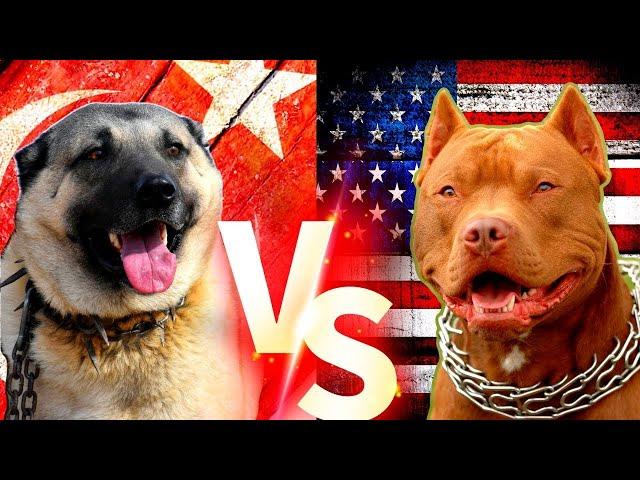 Pitbull VS Kangal - Turkish Kangal VS American Pitbull Terrier Comparison - ENIK