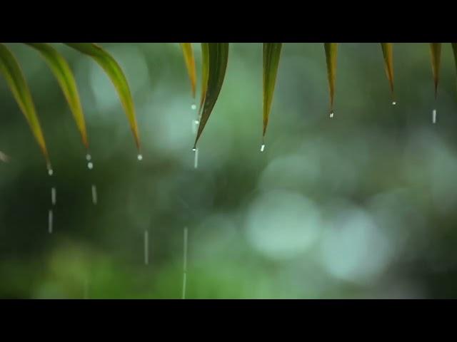 1小時最佳聽雨睡眠，最適合睡覺的雨聲，助眠雨聲純大自然下雨聲音