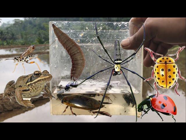 catch golden orb spider, cranefly, damselfly, ladybug, beetle, frog, water beetle, water larvae