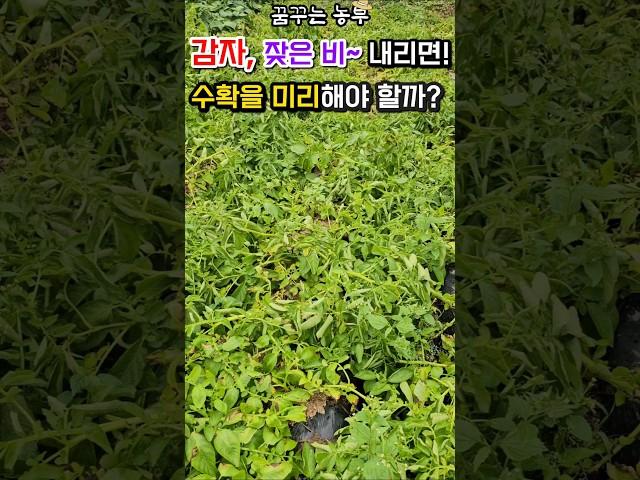 [꿈꾸는농부] 감자, 잦은비~내리면 수확을 미리 해야 할까? #감자재배 #감자수확시기 #장마대비 감자수확 #전원생활 #시골살이 #farming #텃밭농업 #농사일기 #농사노하우