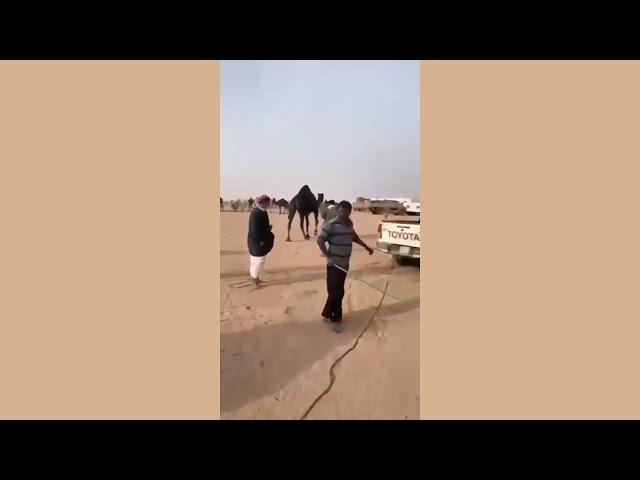 Camel vs Camel: Animal Attack (VLOG)camelsandfriends.13 November 2022