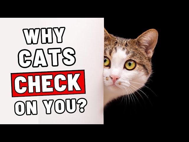 Why Does Your Cat Keep Checking In on You?