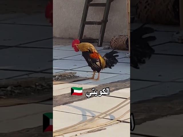 اصوت ديك الدول شوفو العراقي 