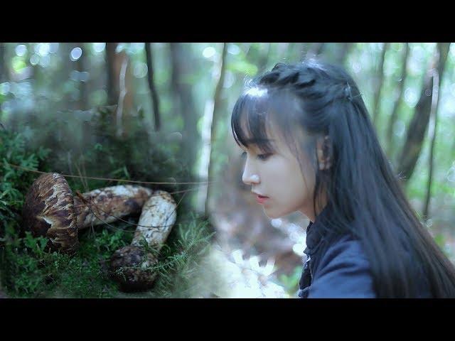 Matsutake, an elf-like food that grows under red pine trees at an altitude of 3,000 meters. |Li Ziqi