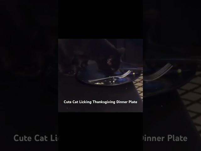 Cute Cat Licking Thanksgiving Dinner Plate #shorts