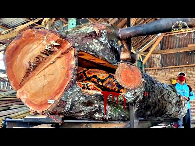 Redwood Destruction at Sawmill