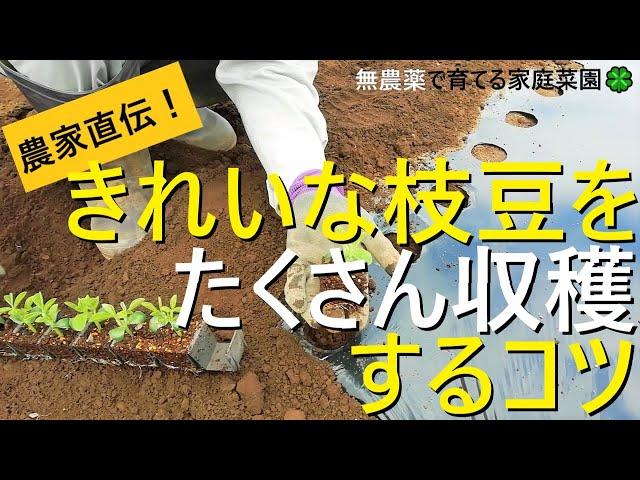 【枝豆の育て方】種まきから摘芯・植え付けまで解説！害虫対策できれいな枝豆をたくさん収穫する方法【有機農家直伝！無農薬で育てる家庭菜園】　22/5/14