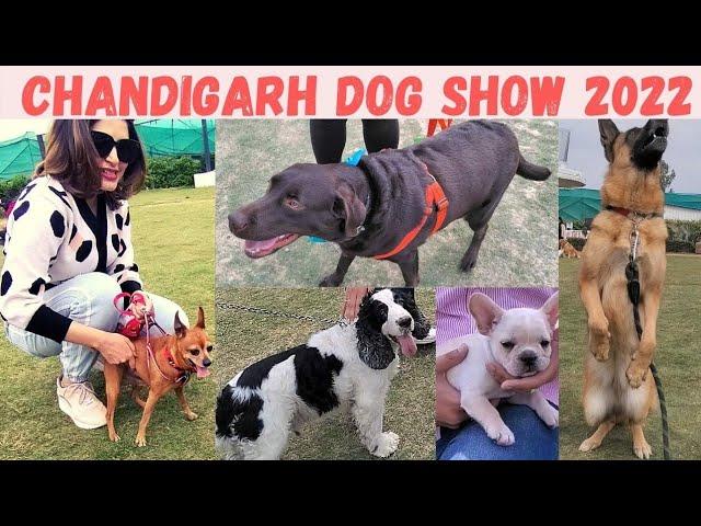 CHANDIGARH DOG SHOW 2022 | PET PARTY IN CHANDIGARH | TRAINED AND WELL DRESSED DOGS IN PARTY