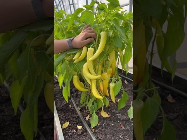 Сибирский экспресс #сад #дача #семенаалтая #огород