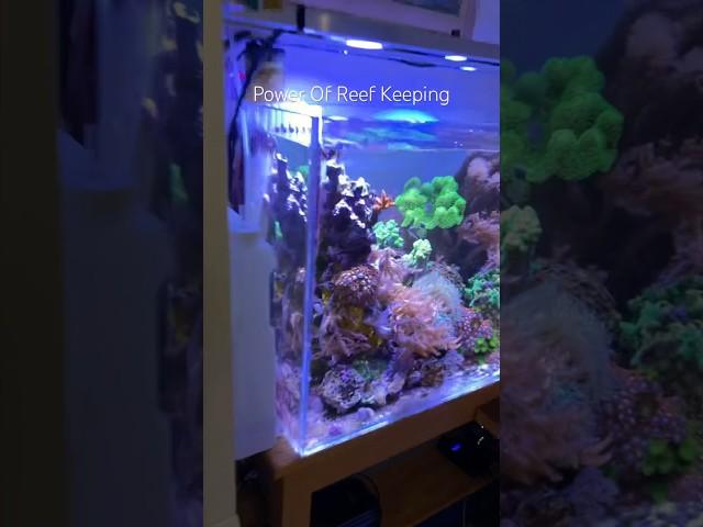 Reef Tank (EASY HOSE TIP) #marineaquarium #reeftank