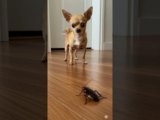 Chihuahua Meets a Giant Cockroach – Its Reaction Is Priceless! 