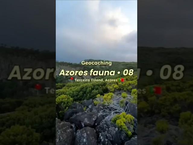 Azores fauna - 08 