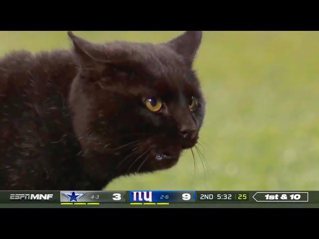 NFL Animals Running On The Field