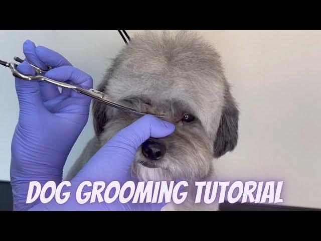 DOG GROOMING TUTORIAL by Diana Paiva Groomer