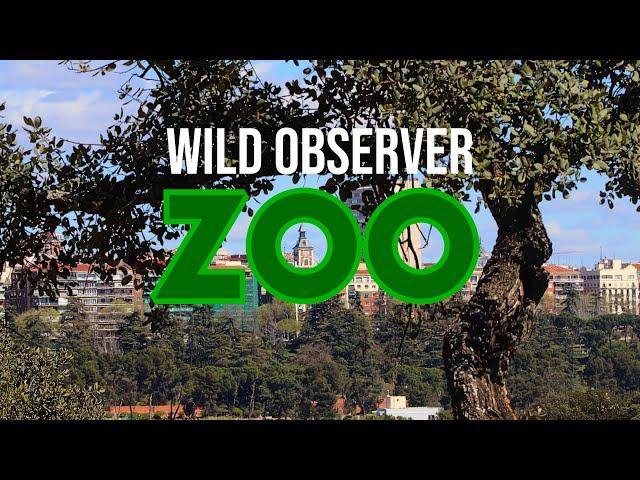 WILD OBSERVER ZOO - INTRO