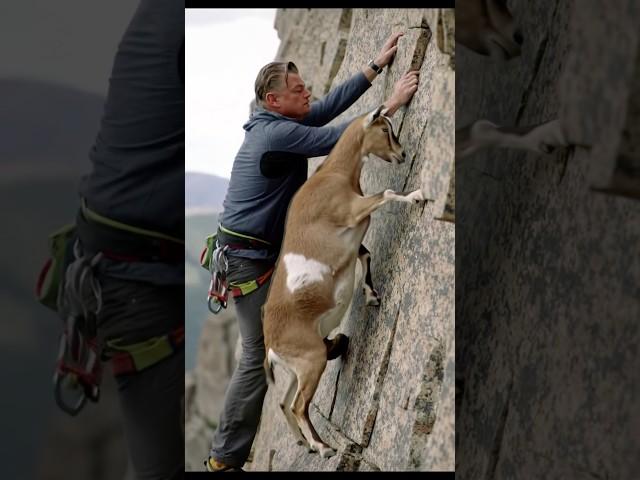 Goats life Clips41  #shortsvideo #goat #viralvideo #goatclimbing #animals #wildlife #eagle