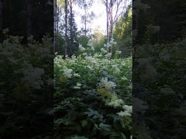 лечебные свойства таволги часть 2