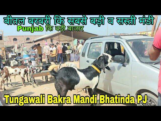 Tungwali Bakra Mandi Bhatinda Punjab Beetal Barbari ki sabse badi Bakra Mandi