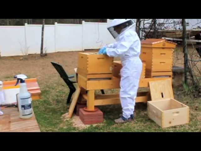 Donna's Adventures in BeeKeeping - Installing My First Package of Bees